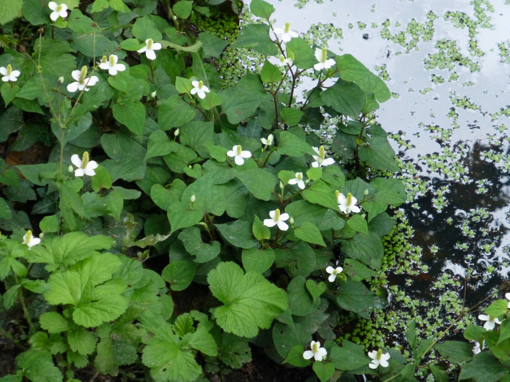 Het staat aan een beekje in het bos en het heet....